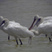 Black-faced Spoonbill